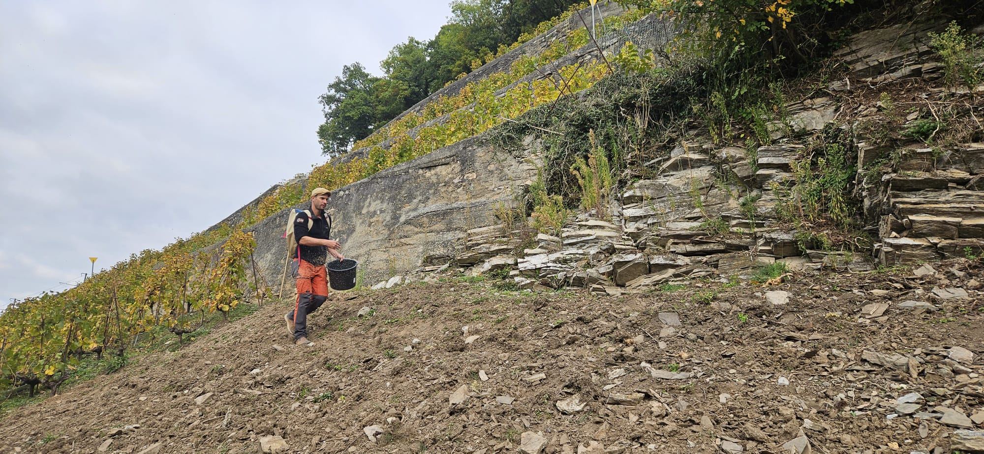 Un projet pour réintégrer le lézard vert au sein des vignes d'Aigle